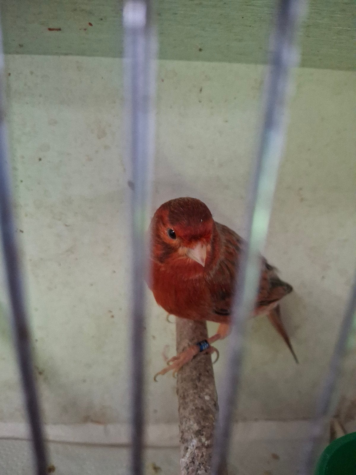 Mooie rood-agaat schimmelmannen te koop, Dieren en Toebehoren, Mannelijk, Kleurkanarie