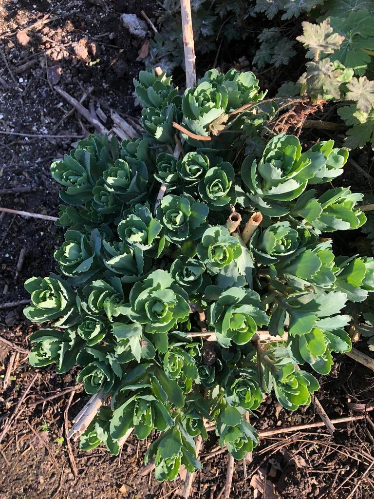 Verschillende vaste planten/nu ideaal plantmoment!, Ophalen of Verzenden, Taxus
