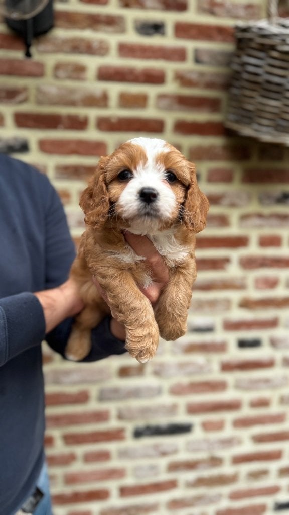 Les chiots Cavapoo recherchent un panier doré., Petit, 8 à 15 semaines, Plusieurs, Éleveur | Loisir