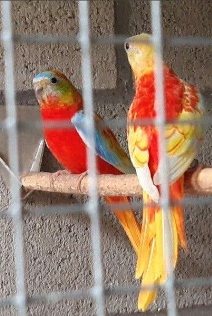 gezocht Turquoisine overgoten rood opaline man, Dieren en Toebehoren