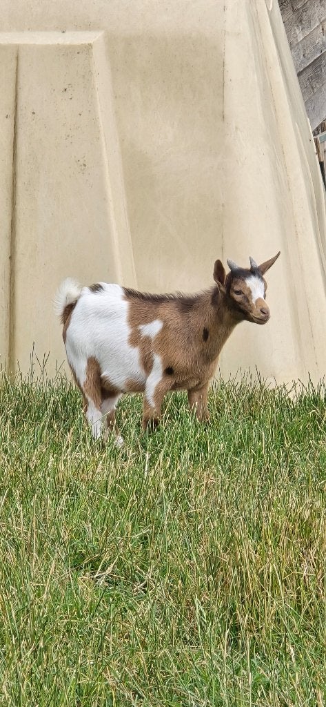 Jong Abrikoos Bont Maanvlek bokje VERKOCHT, Dieren en Toebehoren, Schapen, Geiten en Varkens