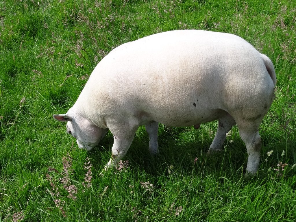 Bélier à vendre, Mâle, Mouton, 0 à 2 ans