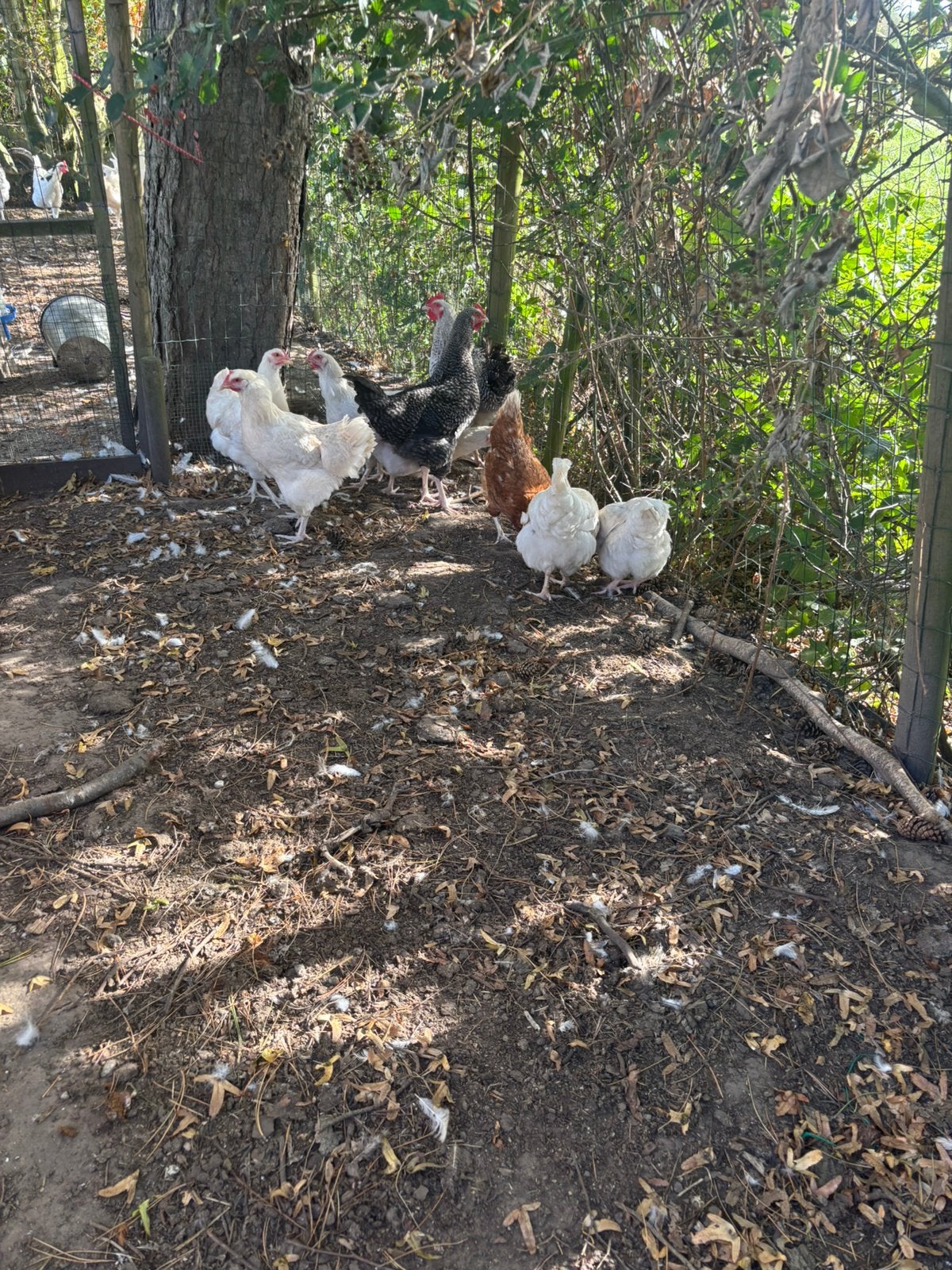 Jeunes poulets à vendre, Plusieurs animaux, Poule ou poulet
