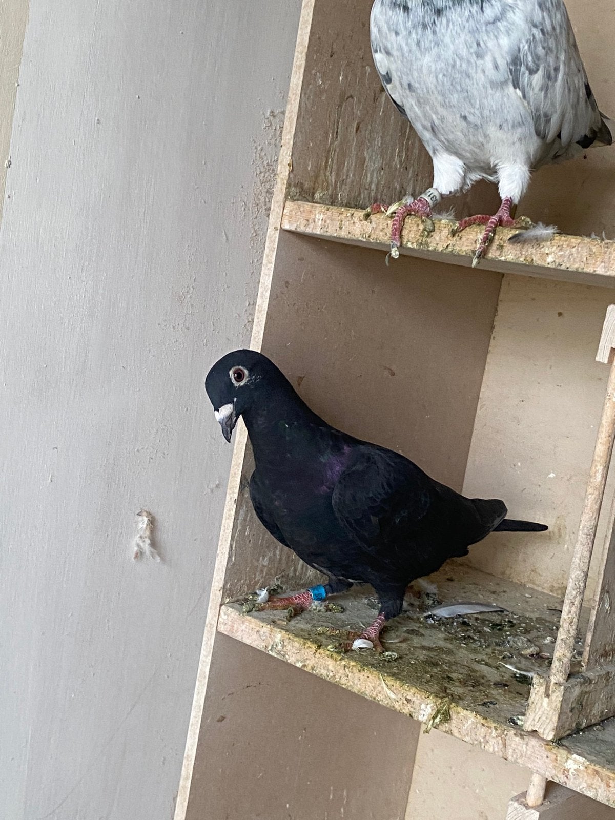 Duiven 2026, Dieren en Toebehoren, Meerdere dieren, Postduif