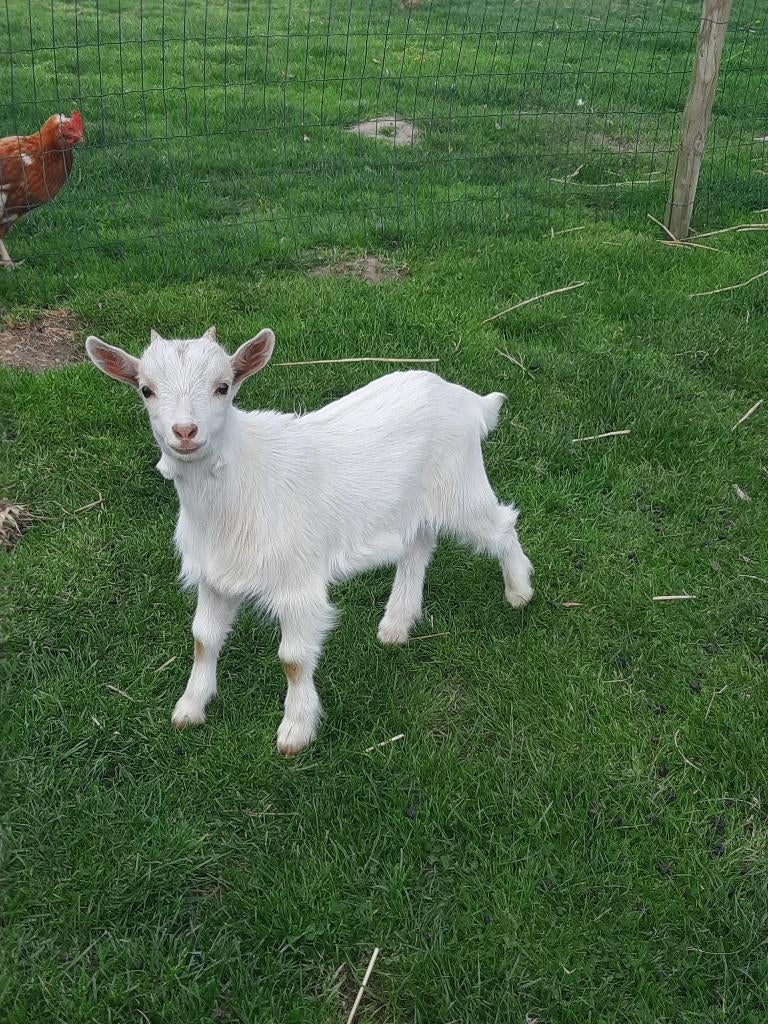 Dwerggeiten bokje, Mâle, Chèvre, 0 à 2 ans