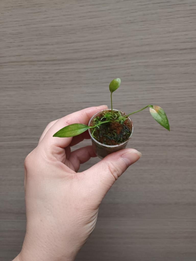 Anthurium friedrichstalii, Maison & Meubles, Plantes d'intérieur, Enlèvement ou Envoi