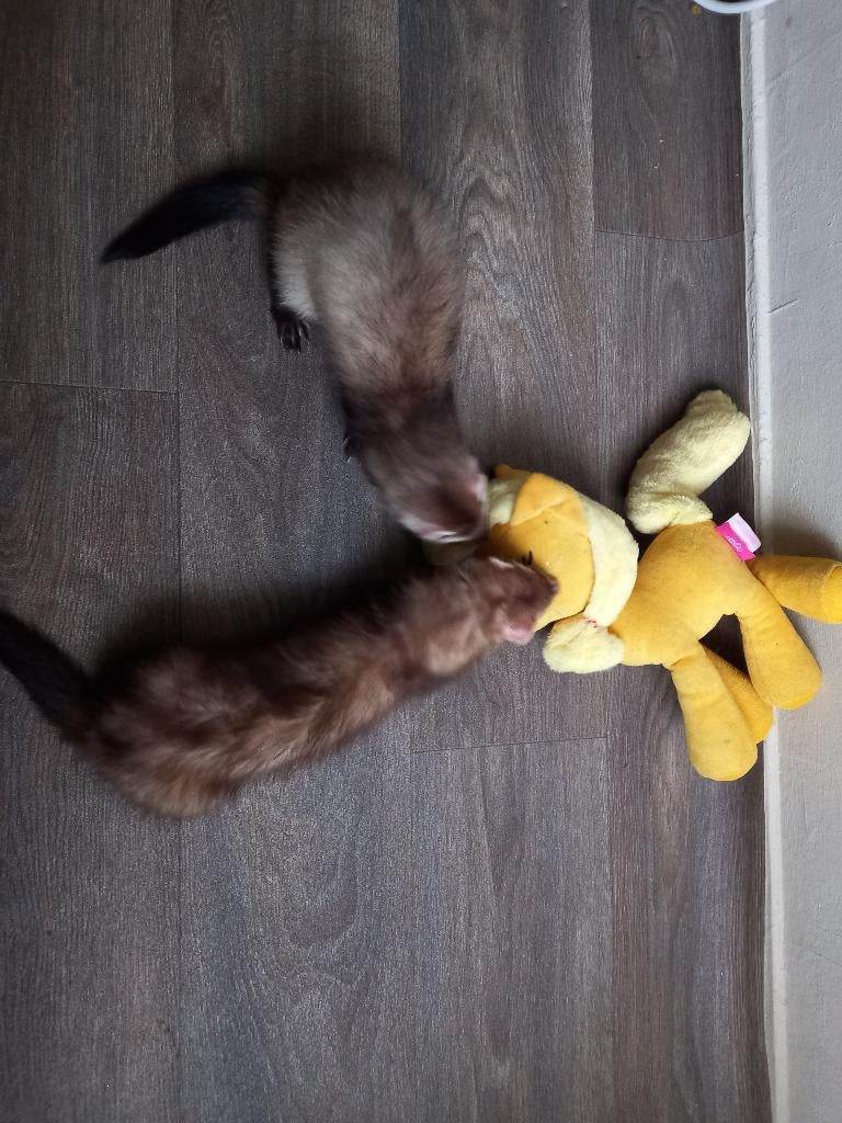 Opzoek naar 2 pups fretten, Furet, Domestique, Avril, Femelle