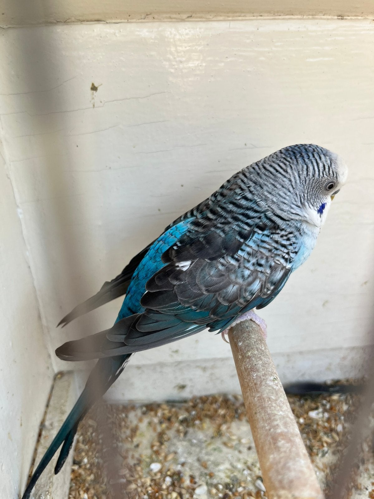 Blackwing grasparkiet, Dieren en Toebehoren, Mannelijk, Parkiet