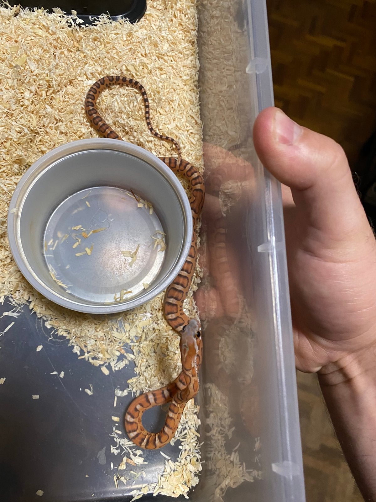 2.5 Scaleless Palmetto project, Dieren en Toebehoren