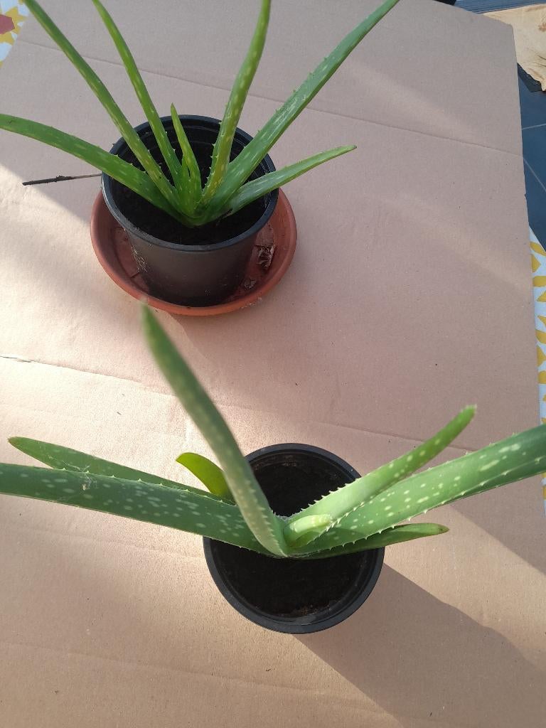 plantes aloé véra, Enlèvement