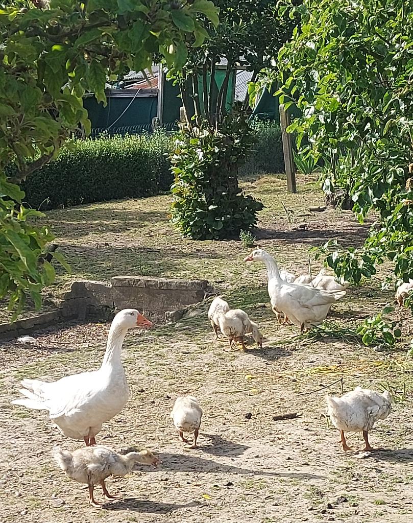 Jonge witte ganzen, Animaux & Accessoires, Volatiles