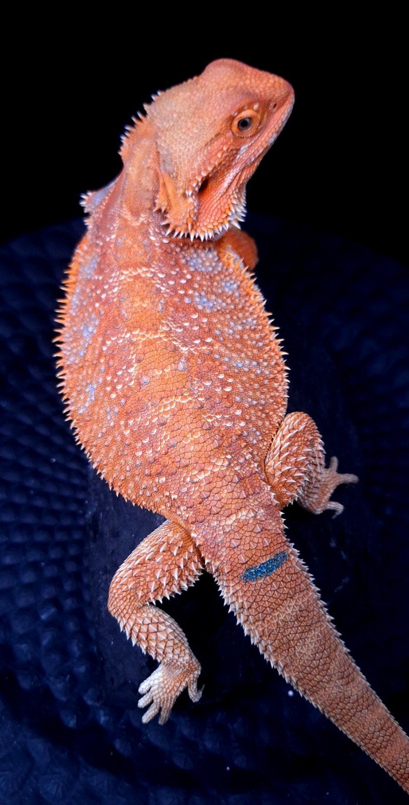 50% Red Monster Hypo het. Trans G-Stripe/Blue Bar

Baa, Lézard, 0 à 2 ans