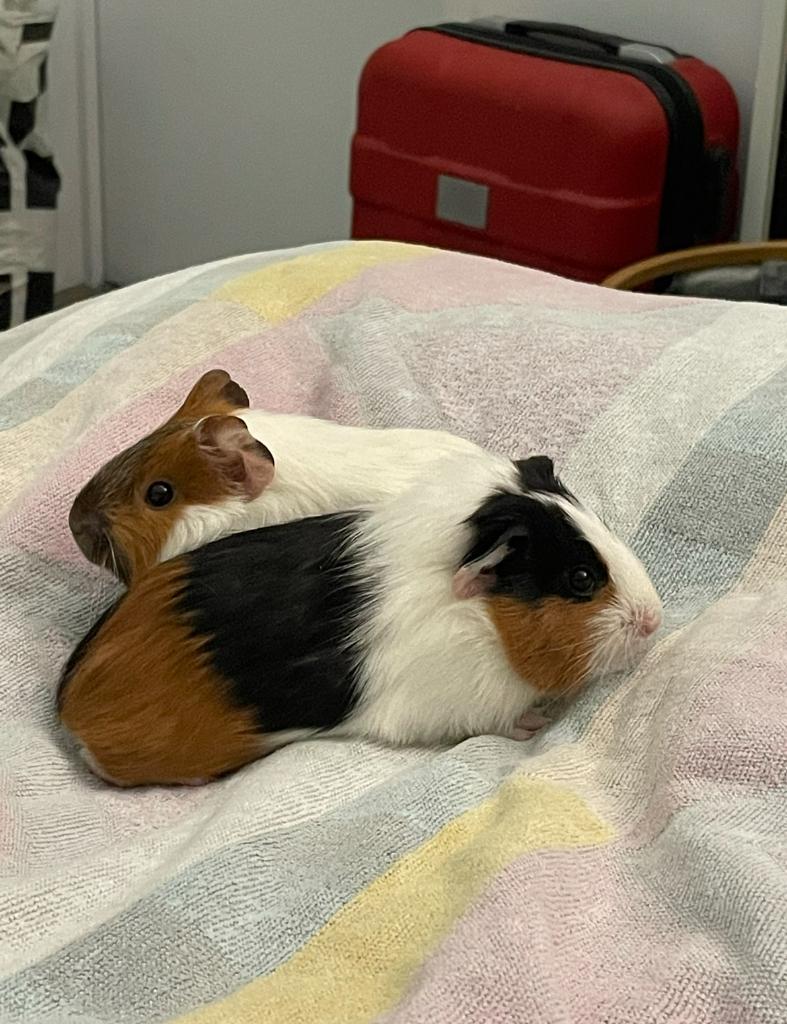 Cavia's, Dieren en Toebehoren, Knaagdieren, Juli, Mannelijk, Cavia