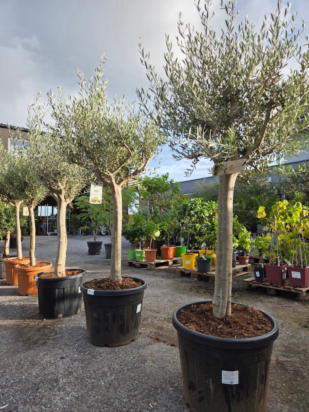 Olijfboom Olea Europaea, Enlèvement, Olivier