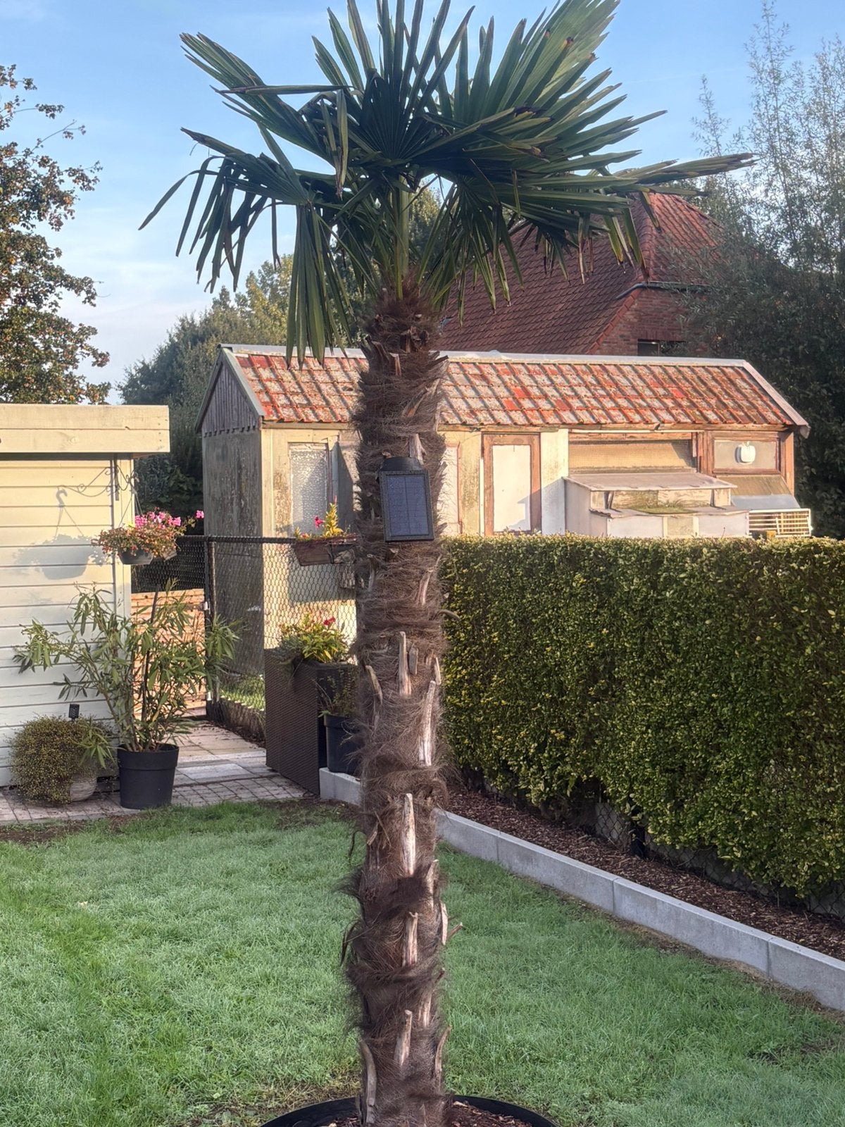 4winterharde palmbomen prijs voor 4kan ook per stuk, Tuin en Terras, Ophalen, Halfschaduw, Zomer, Palmboom