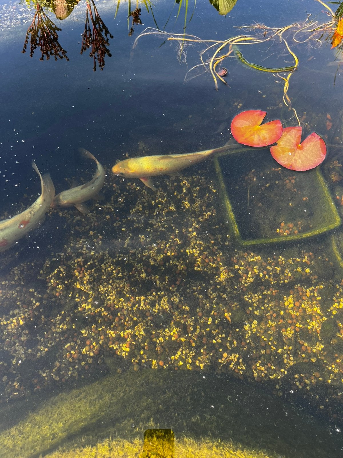 Koi, Dieren en Toebehoren, Vissen | Vijvervissen