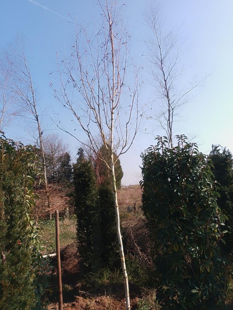 Berk, Tuin en Terras, Ophalen, 250 tot 400 cm