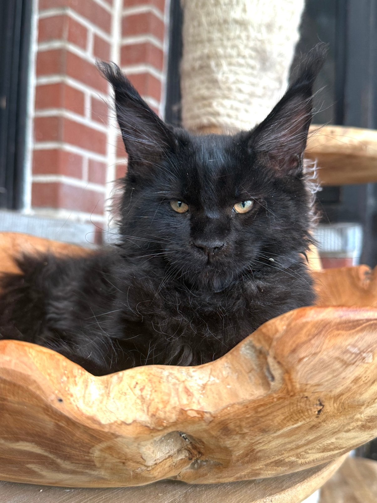 Prachtige Maine Coon kittens met stamboom van geteste ouders, Dieren en Toebehoren, Katten en Kittens | Raskatten | Langhaar, Kater