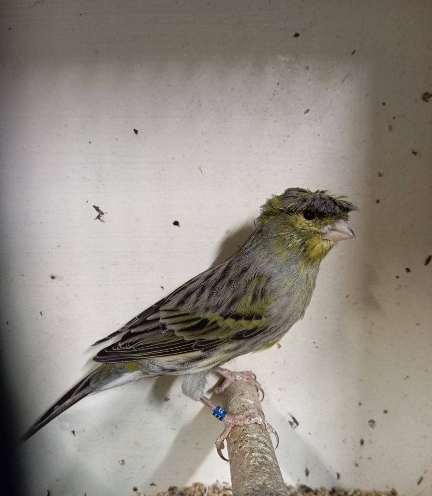 kanarieman met kuif 087-23 van 2025 split grijsvleugel, Dieren en Toebehoren