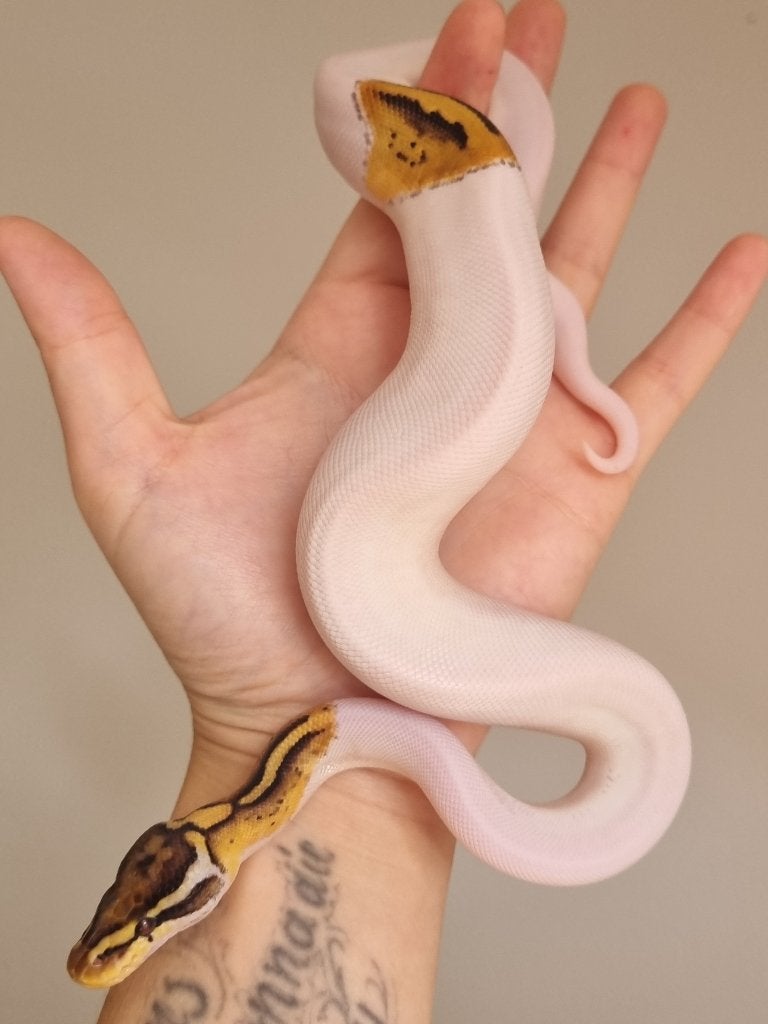 0.1 special enchi pastel piebald koningspython Ball Python - female for sale from Mex