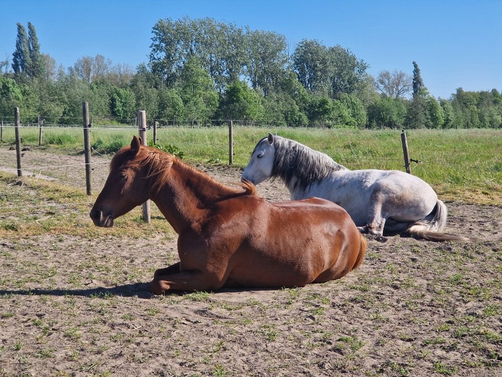 Laatste plekjes op paddock paradise te Reet/Kontich, Dieren en Toebehoren, Stalling en Weidegang, Stalling, Weidegang, 2 of 3 paarden of pony's