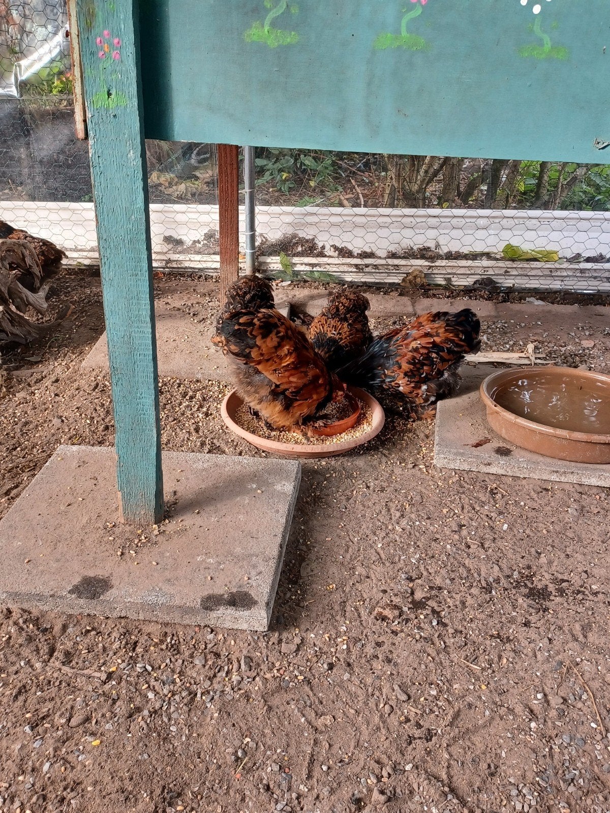 Cochins  kriel, Dieren en Toebehoren