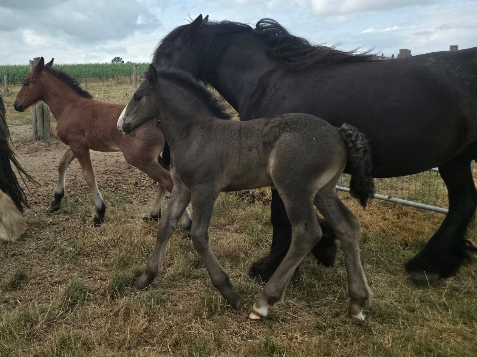 Koudbloed hengsten veulen, Animaux & Accessoires, Chevaux, Vermifugé, Moins de 160 cm, 0 à 2 ans, Cheval de récréation