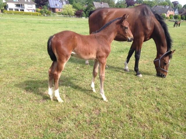Merrieveulen voor de springsport gefokt, moeder 140 springen, Dieren en Toebehoren, Paarden, Merrie, Springpaard, 0 tot 2 jaar