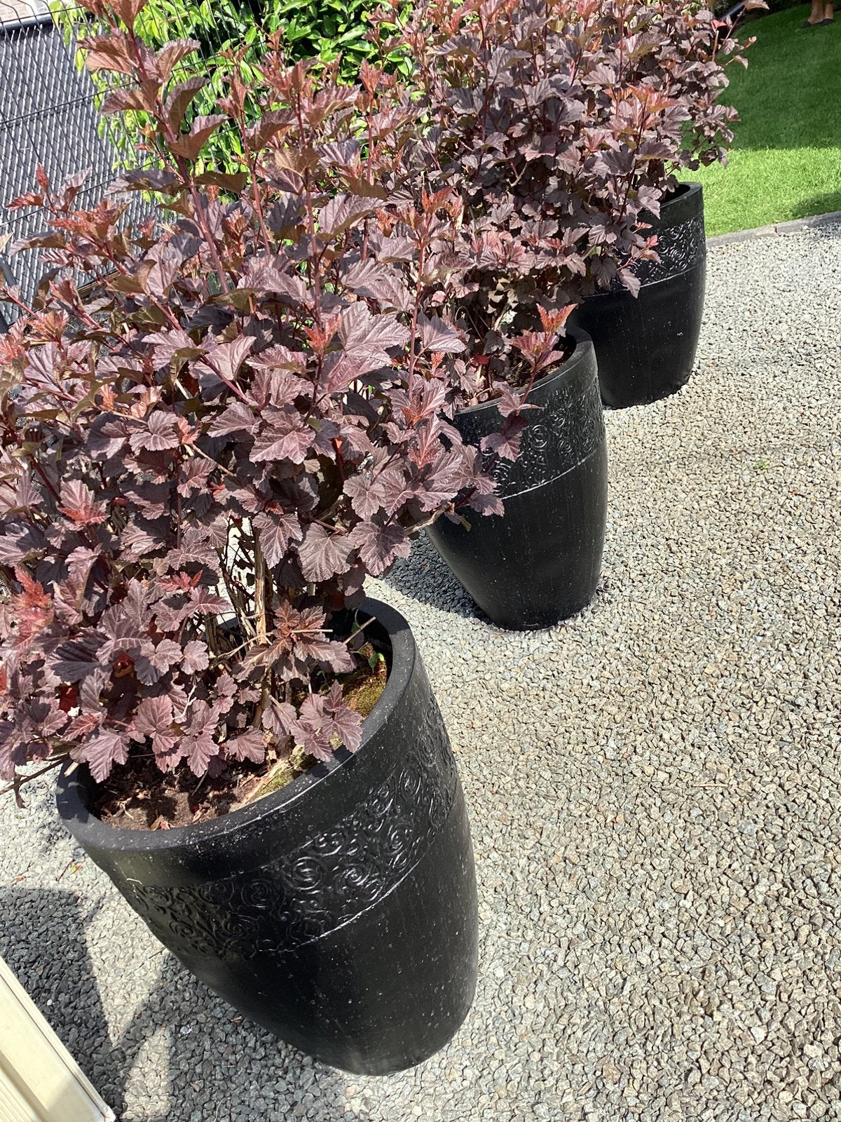 4 poten met plant, Ophalen