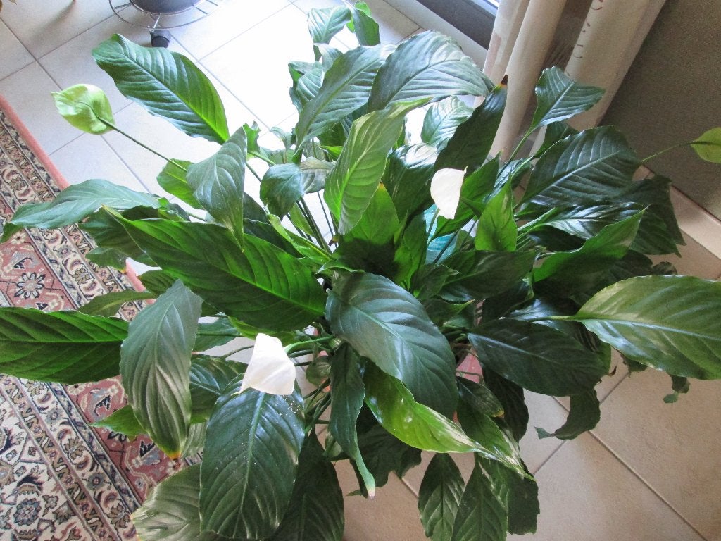 lepelplant, Huis en Inrichting, Kamerplanten, Ophalen, Overige soorten, Halfschaduw, In pot