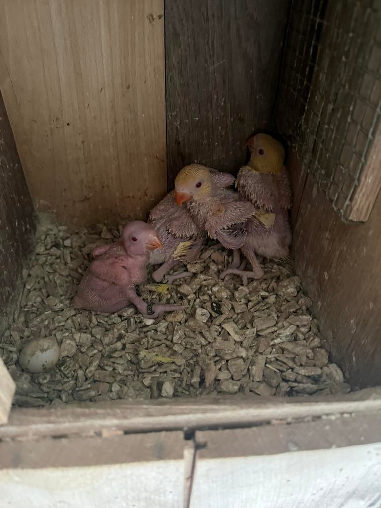 Lutino halsband parkiet, Dieren en Toebehoren, Meerdere dieren, Parkiet, Geringd