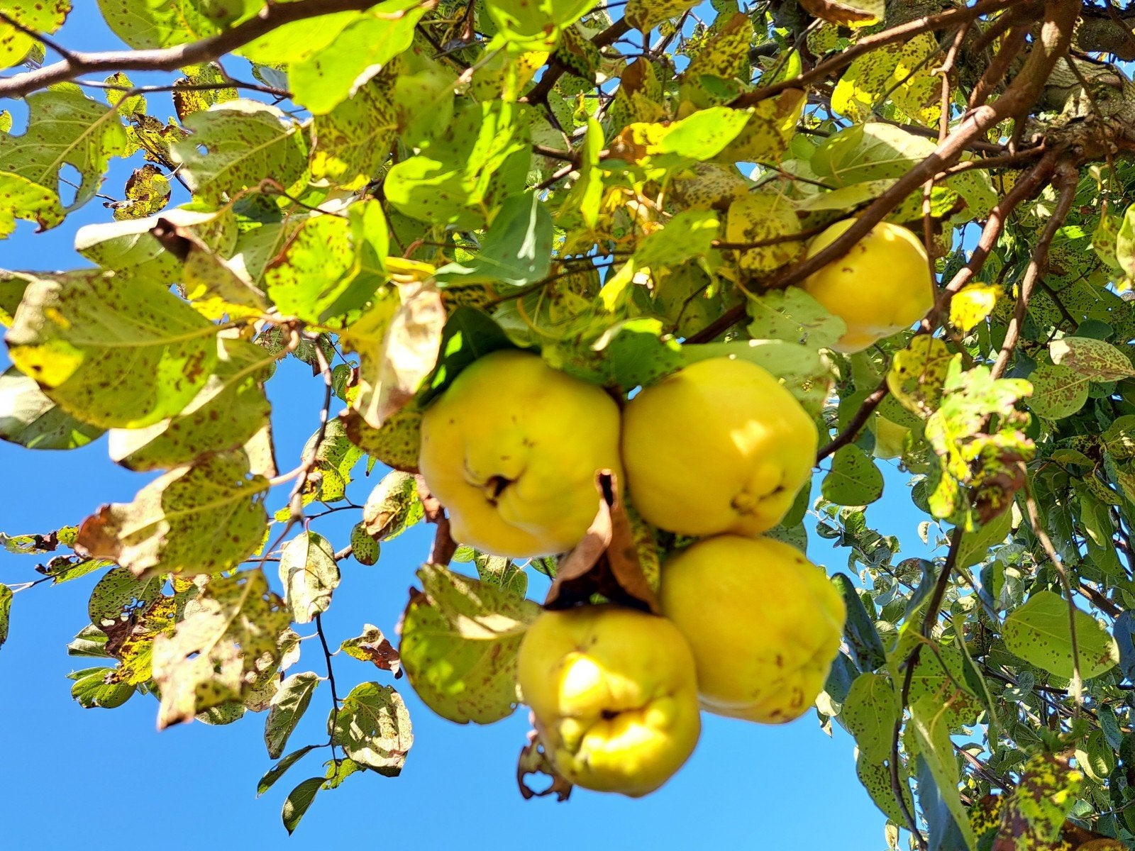 gratis kweeperen voor jam, Divers, Produits alimentaires, Enlèvement