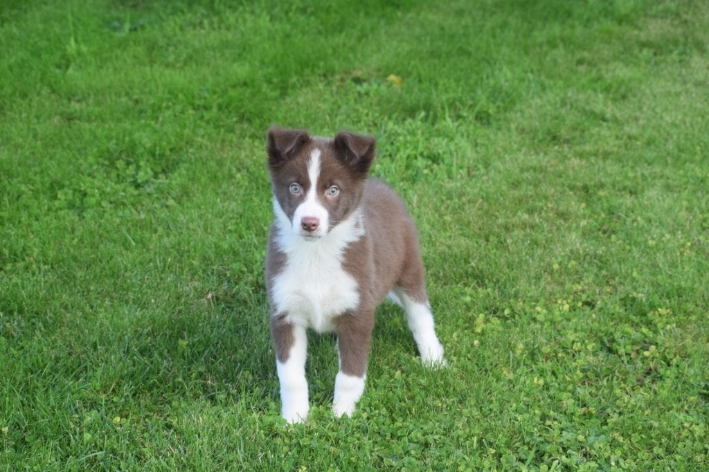 Chiots border collie, Animaux & Accessoires, Colley, Plusieurs, Belgique, Plusieurs animaux