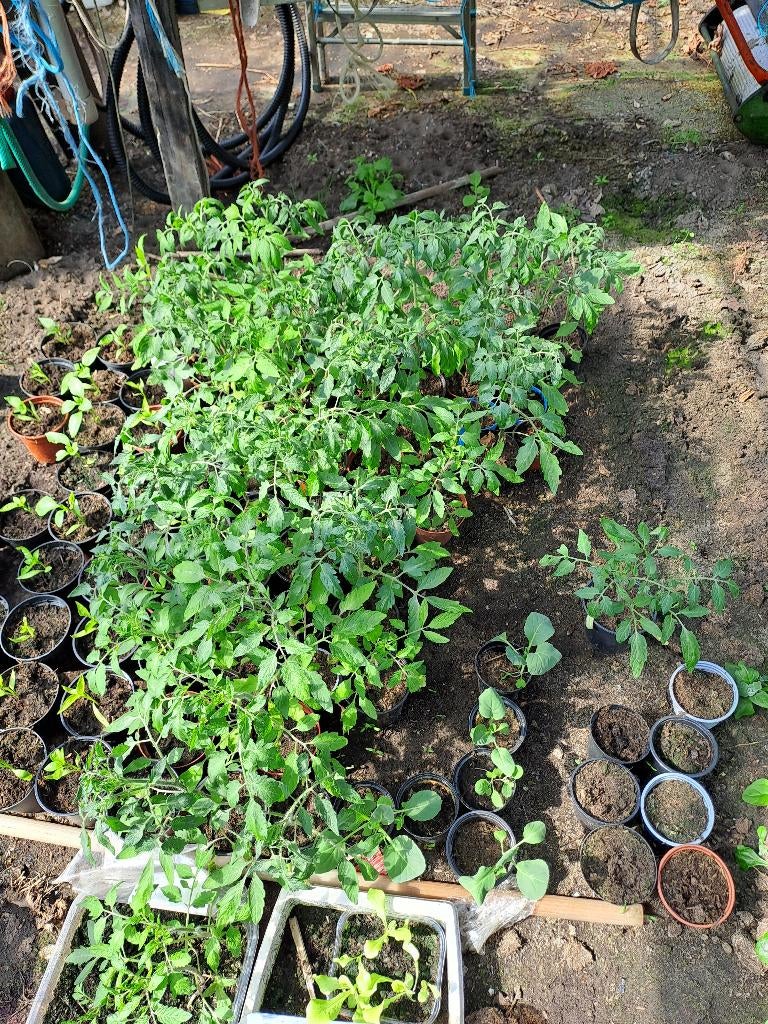 ik heb nog een 50 tal tomaten planten  0,60€, Enlèvement, Été, Annuelle, Plantes potagères