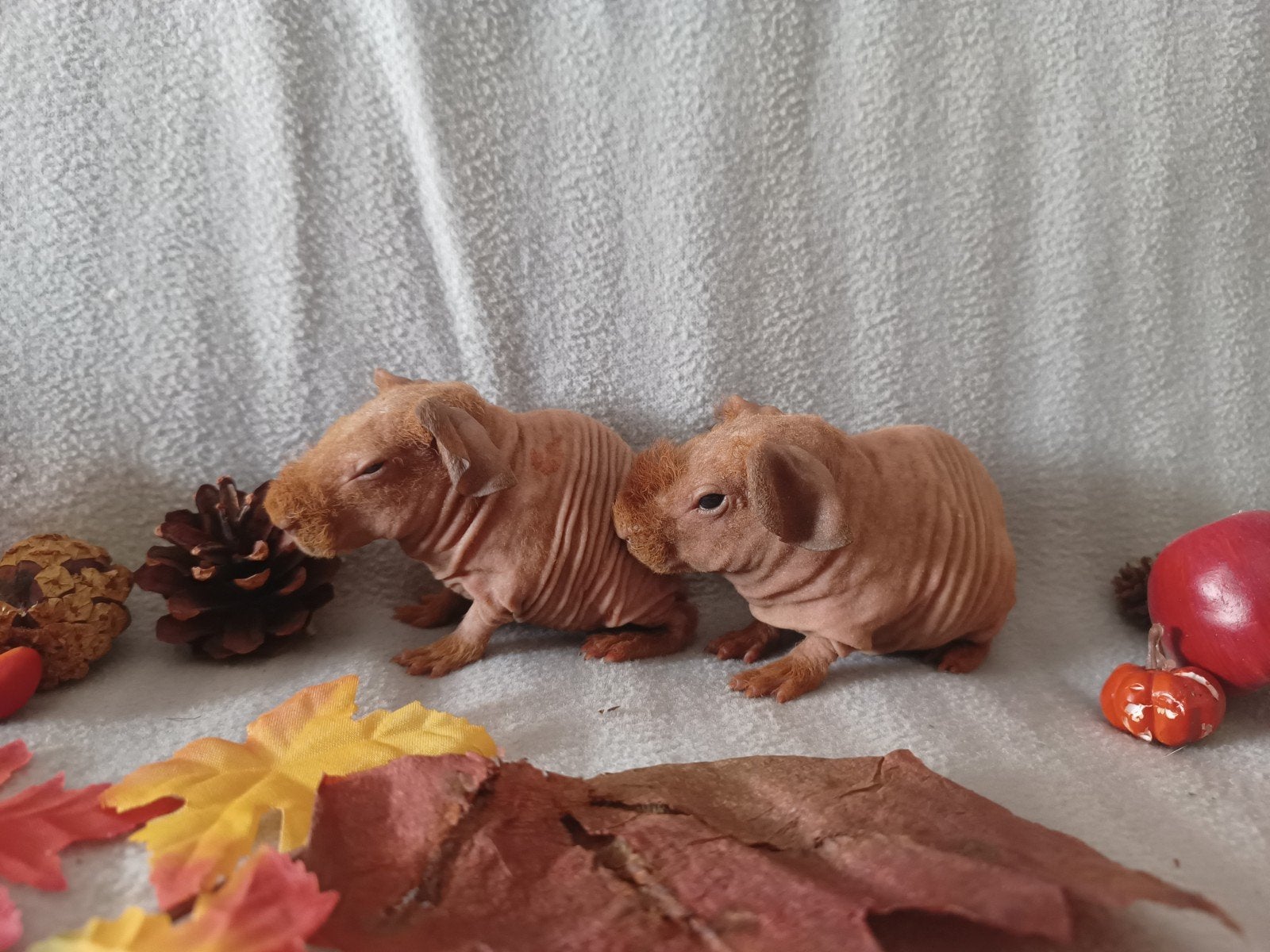 Skinny broertjes zoeken een warme thuis, Animaux & Accessoires, Mâle, Domestique, Septembre, Cobaye