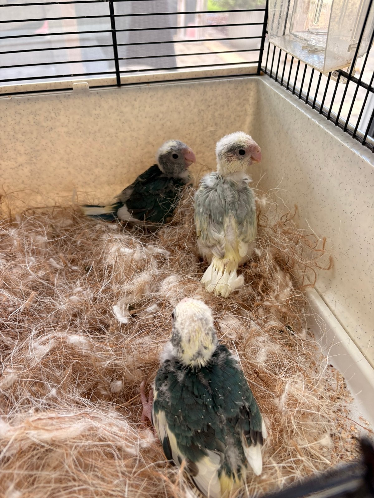 Handtamme kakariki’s, Dieren en Toebehoren, Geslacht onbekend, Parkiet, Tam