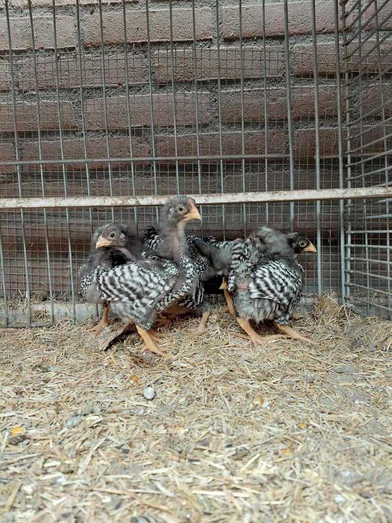 Wyandotte gestreepte haantjes, Dieren en Toebehoren, Pluimvee