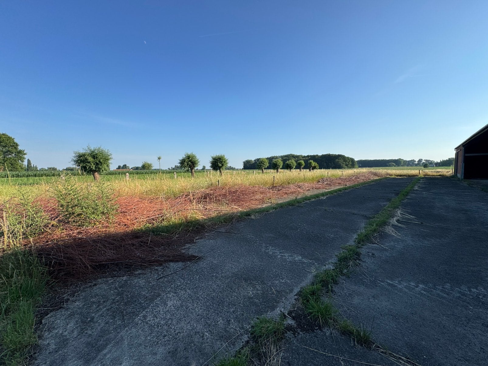 Gratis wilgentakken - snoeihout, 6 m³ of meer, Ophalen, Overige houtsoorten, Takken