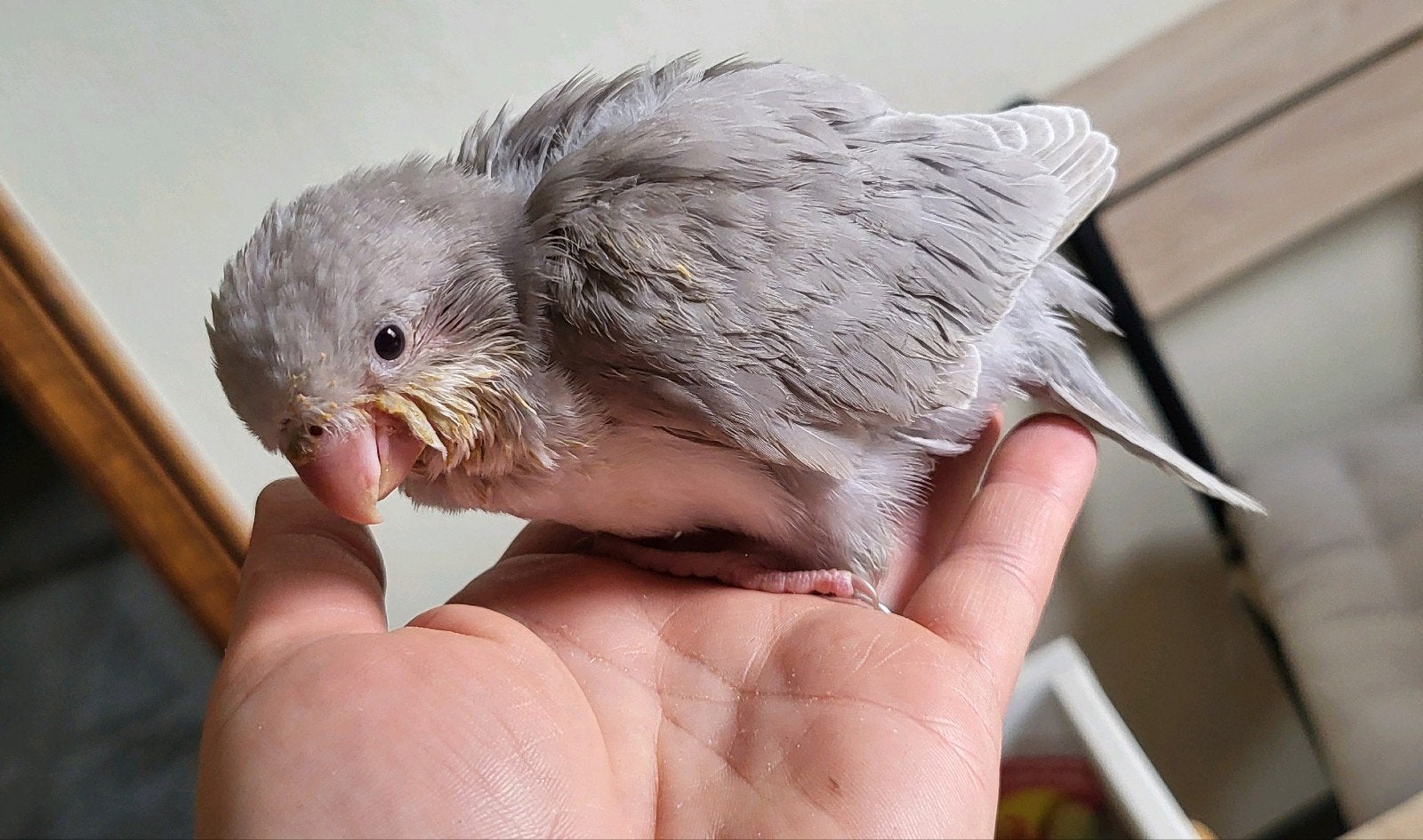 Conure souris et soleil, Animaux & Accessoires