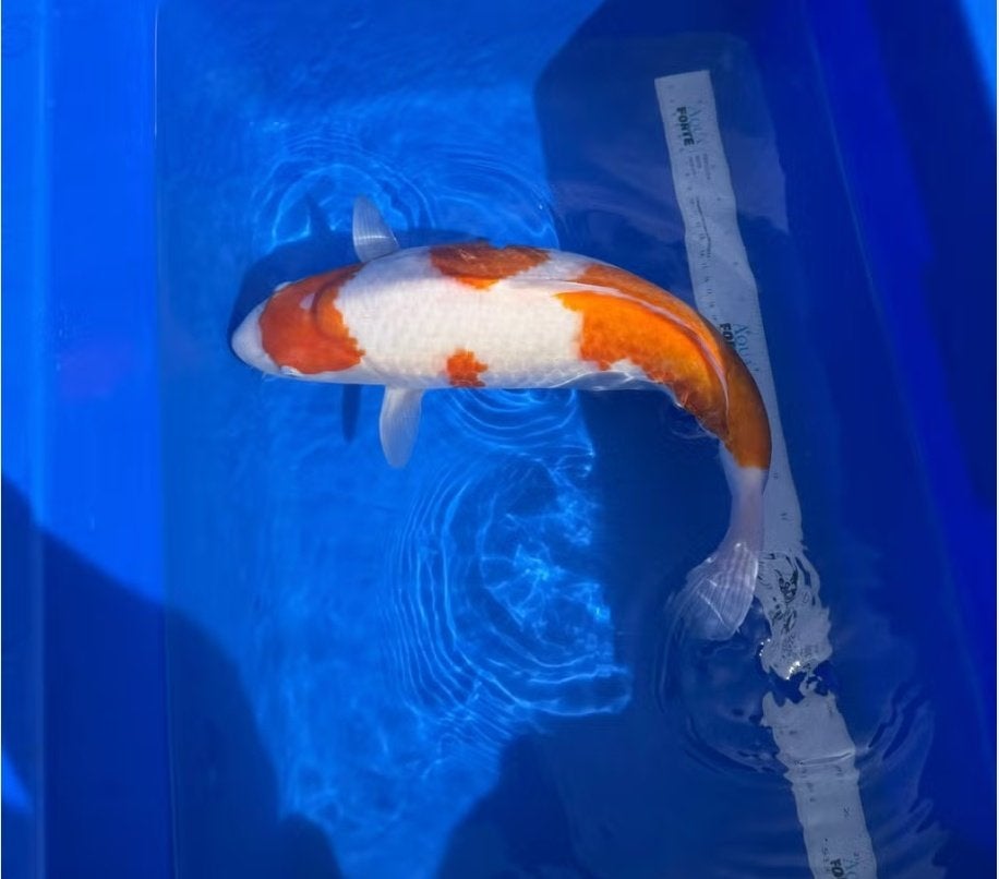 Kohaku koi 46cm, Dieren en Toebehoren, Vissen | Vijvervissen, Karper of Koi