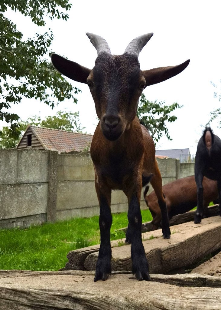 Zeer mooi tuin geitje - jong bruin dwerggeitje - handtam, Mâle, Chèvre, 0 à 2 ans