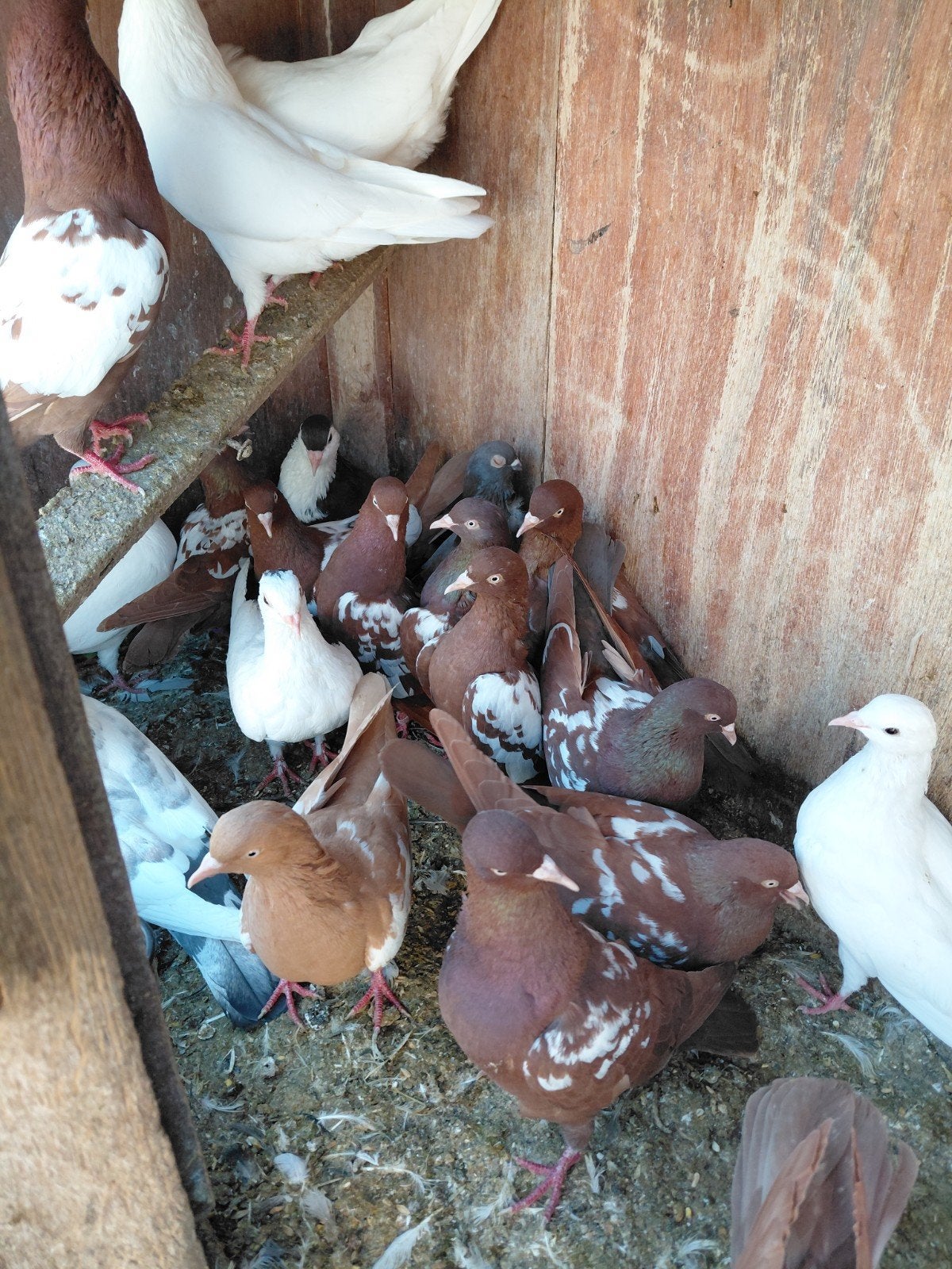 pigeons mouchetés, Animaux & Accessoires