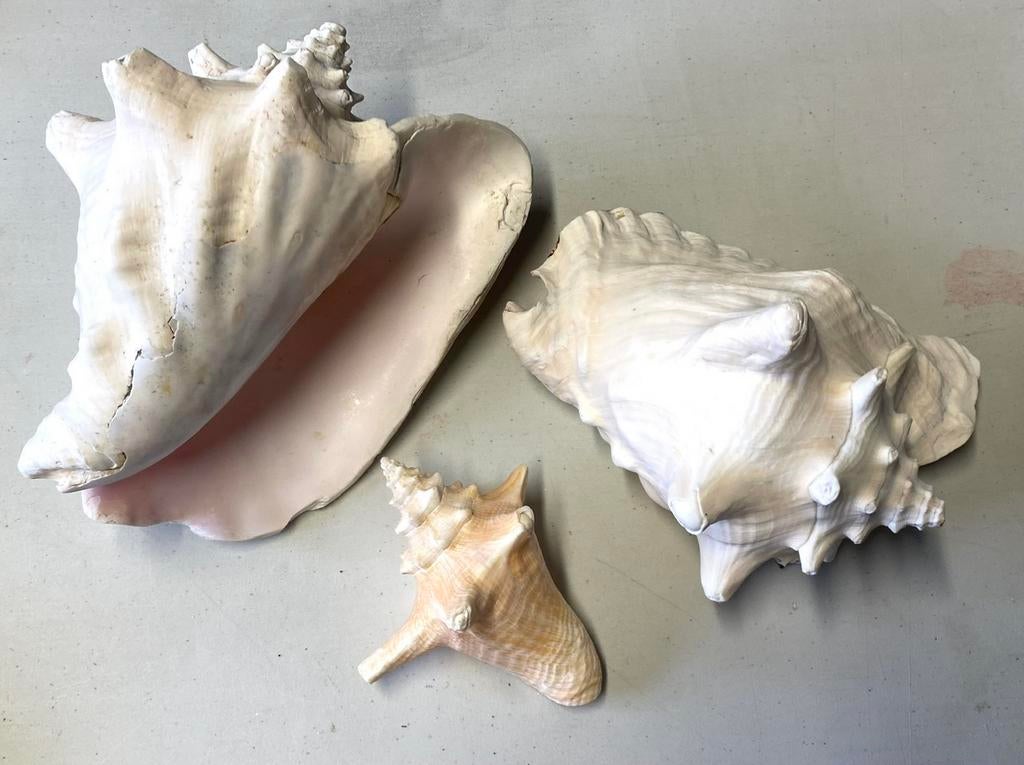 Drie conch schelpen Florida, Collections, Minéraux & Fossiles, Enlèvement ou Envoi
