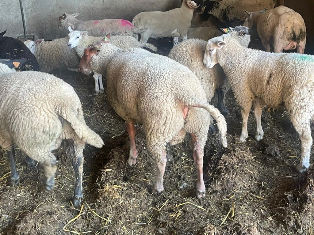 Rams à vendre, Mâle, Mouton, 0 à 2 ans