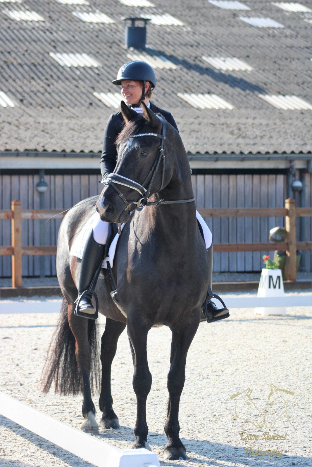 11-jarige ruin GovernorxFerro, 1.63m,, Cheval de dressage, 11 ans ou plus, Hongre, M