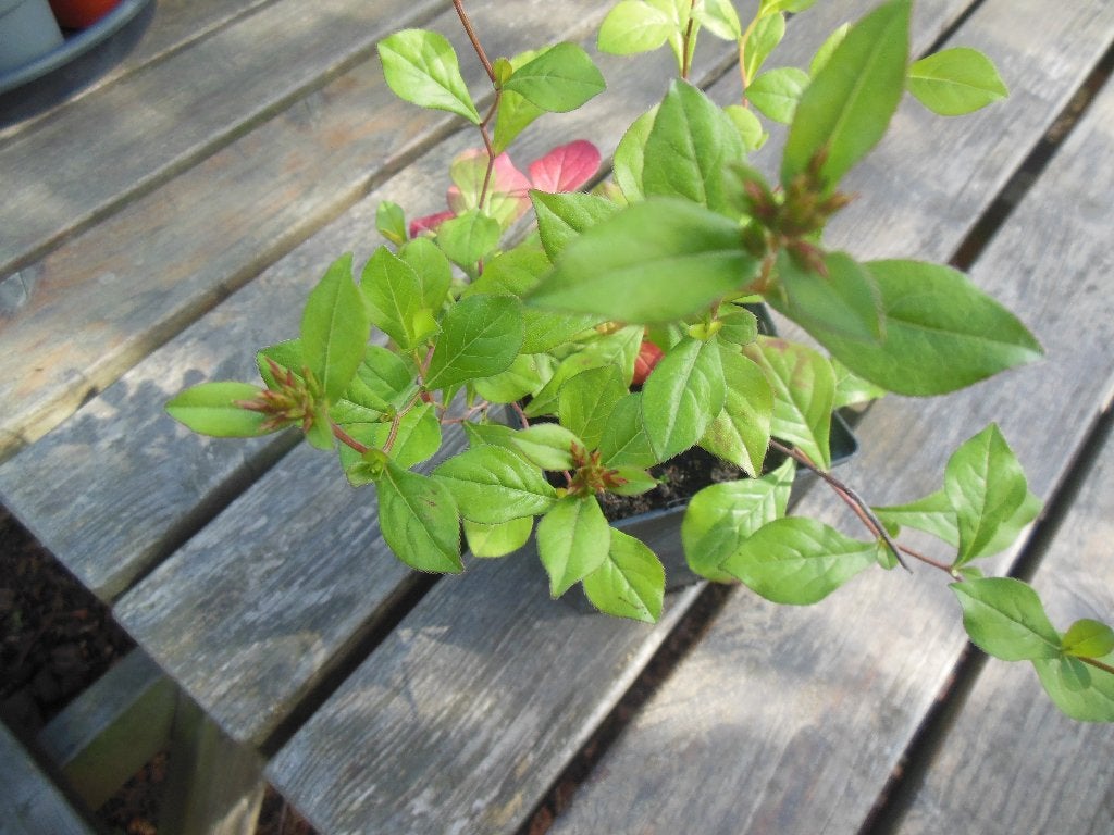 1 potje loodkruid - blauw, Jardin & Terrasse, Plantes | Jardin, Automne, Plein soleil, Couvre-sol, Enlèvement