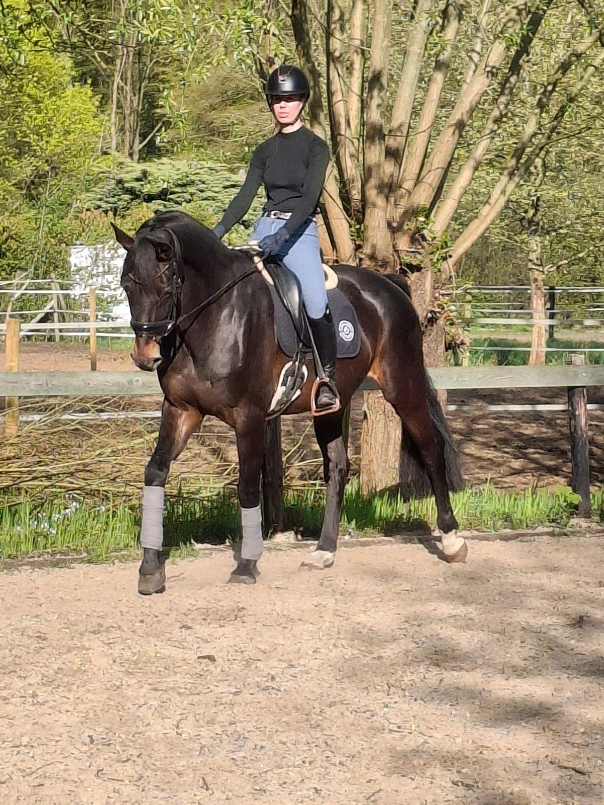 7 jarige BWP merrie, Dieren en Toebehoren