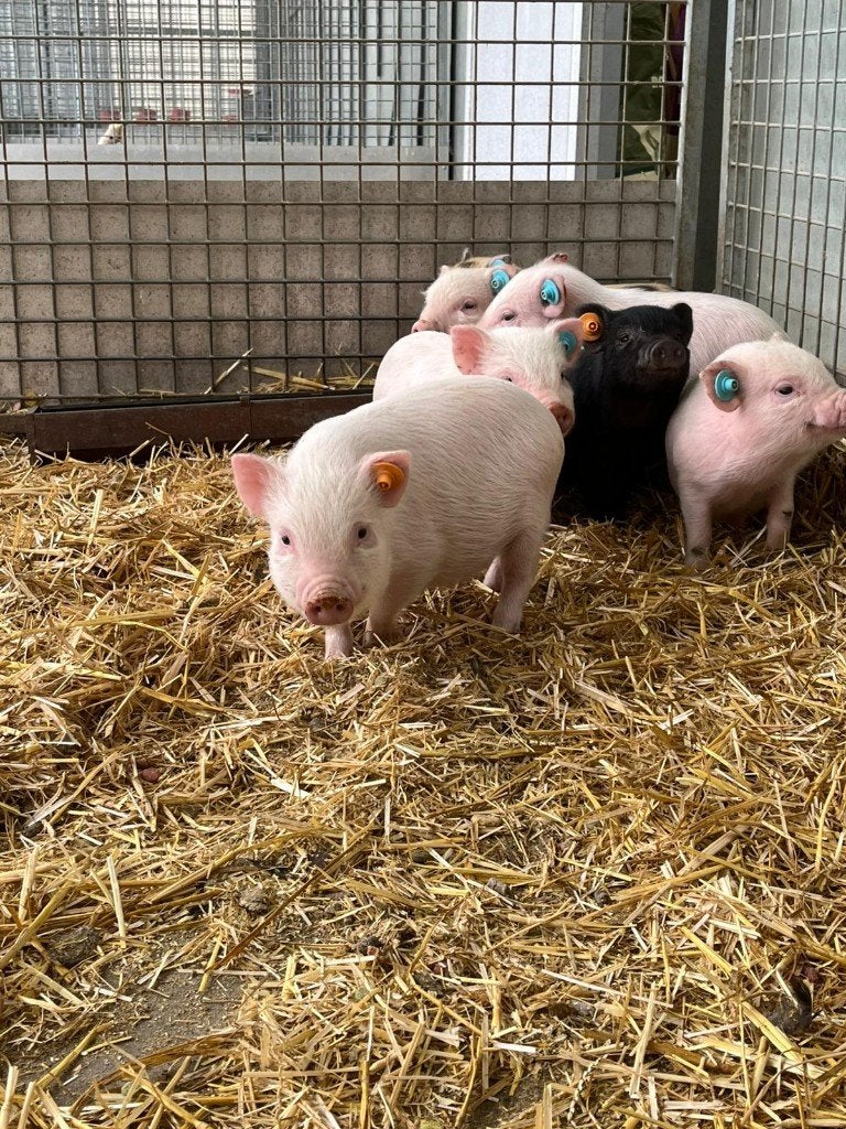 gottinger mini varkens varkentjes biggen, Dieren en Toebehoren, Meerdere dieren, Varken, 0 tot 2 jaar