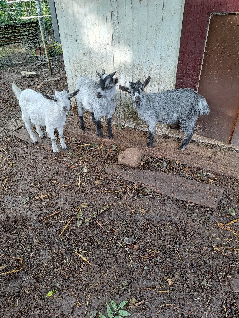 Blauwschimmel dwerggeitjes, Dieren en Toebehoren, Meerdere dieren, Geit, 0 tot 2 jaar