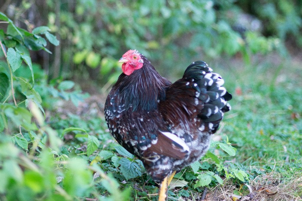 Wyandotte kriel haan, Mannelijk, Kip